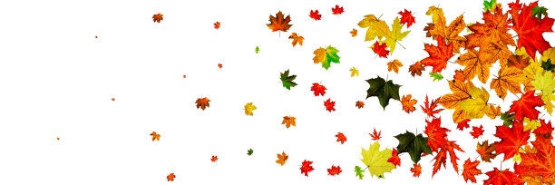 秋叶边界。10月感恩节模式孤立在白色背景上。落叶的概念图片下载