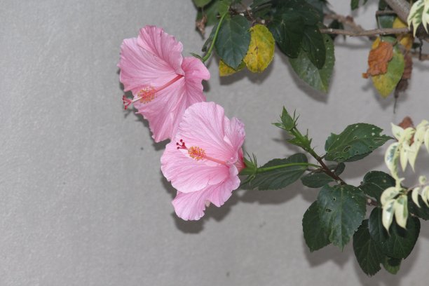 木槿在夜里开花图片下载