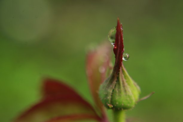 微距一个封闭的玫瑰花蕾与水滴的微距照片。图片下载