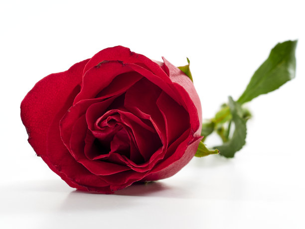 白色背景上的红色玫瑰的特写。情人节的背景。图片下载
