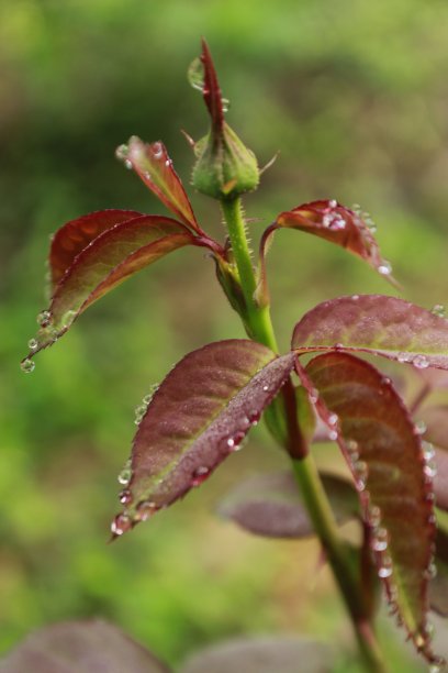 微距一个封闭的玫瑰花蕾与水滴的微距照片。图片下载