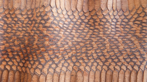 蛇棕色皮肤纹理图片下载