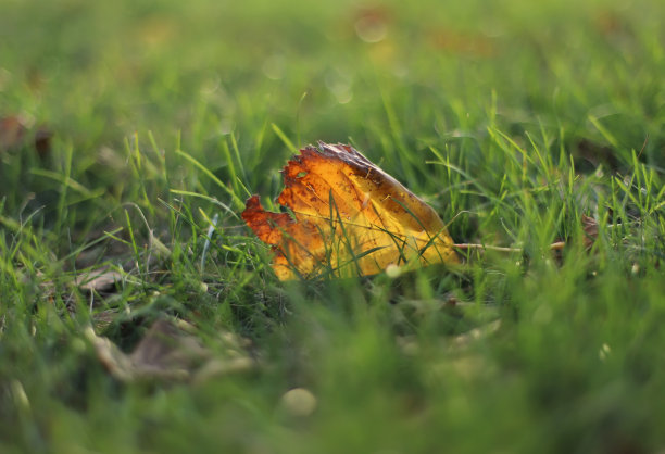 绿草上的秋叶图片下载