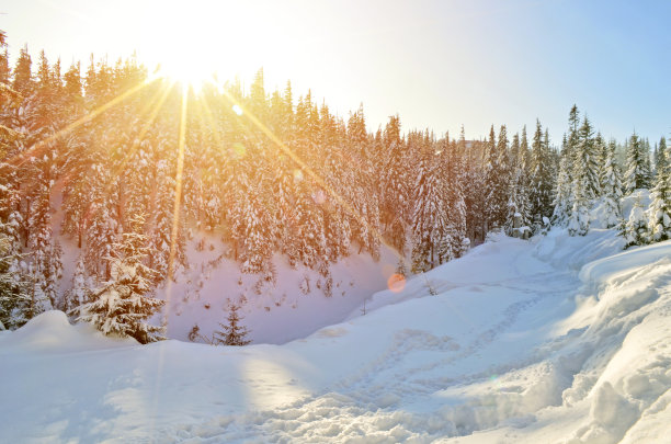 美丽的冬季景观与雪覆盖的树木冬季雪林景观。冬天下雪的森林。冬季雪森林背景。图片下载