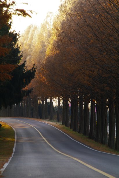 晚秋晨光的国度图片下载