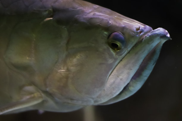 一个奇怪的海洋鱼的头的特写照片。聚焦在黑暗背景上的鱼的脸。水下的自然环境。侧视图，半转身的鱼看起来在相机图片下载