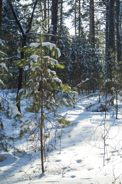 冬季森林景观图片下载