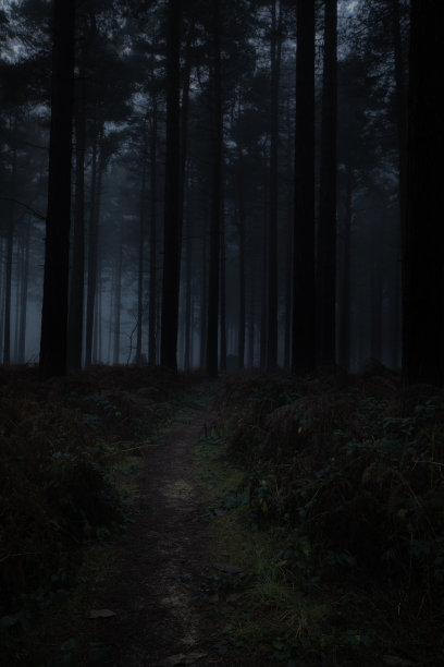舍伍德松树-雾蒙蒙的傍晚/晚上图片下载