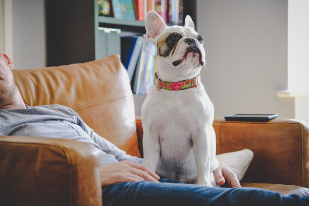 一个人睡在沙发上，他的法国斗牛犬坐在他的腿上图片下载