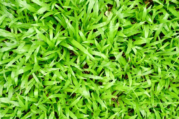 夏日绿野的特写图片下载