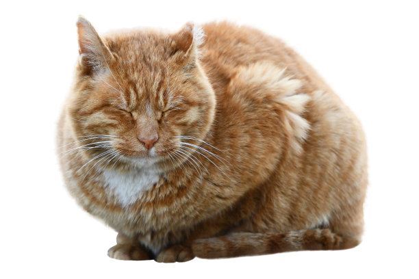 道路cat_孤立在白色背景上，剪出图片下载