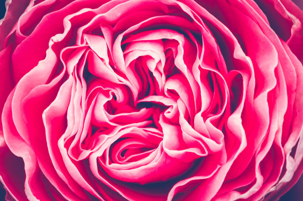 色彩鲜艳的图案玫瑰花。花卉背景，俯视图图片下载