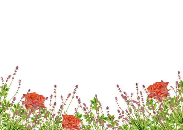 水彩玫瑰和草药图片下载