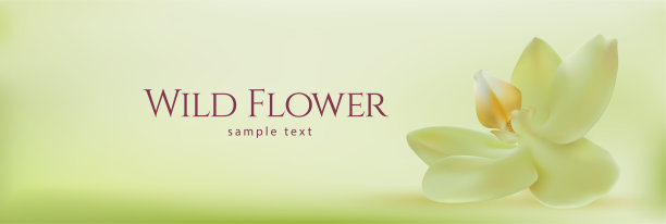 现实的spa兰花。水平全景背景与天堂花。矢量插图。图片下载