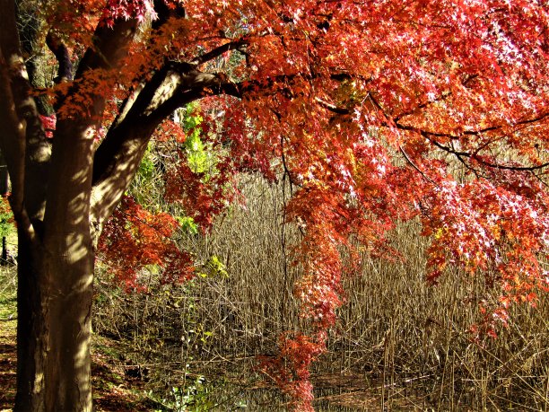 11月。秋天终于来到了东京地区，展现了它所有的辉煌。公园里的池塘。图片下载