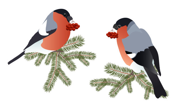 两只长着花楸浆果的红腹灰雀图片下载