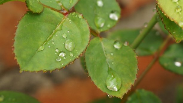 花园里玫瑰叶子上的露珠图片下载