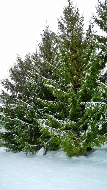 冬天雪覆盖着冷杉。寒冷的一天。美树云杉。等待新年和圣诞快乐。垂直的自然背景。生态学的概念。季节的风景。副本的空间。旅游目的地。图片下载