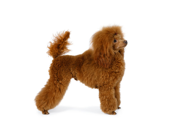 可爱的红色玩具狮子狗在白色的背景图片下载