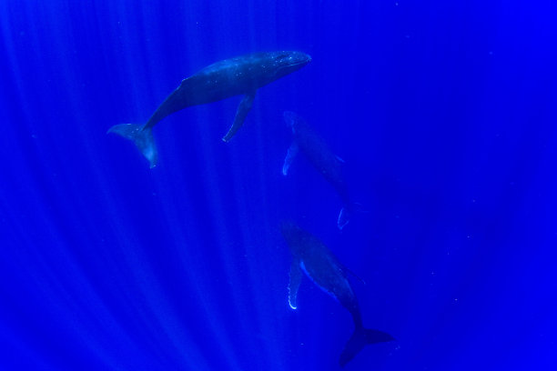 座头鲸家族在莫雷亚水下法属波利尼西亚图片下载