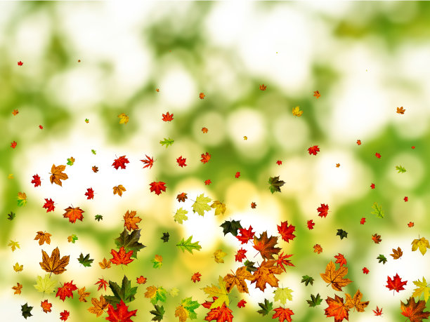 秋天的背景。秋天的叶子孤立在五颜六色。季节的概念图片下载