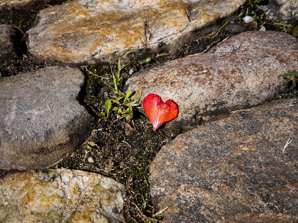 地面上的心形花瓣图片下载