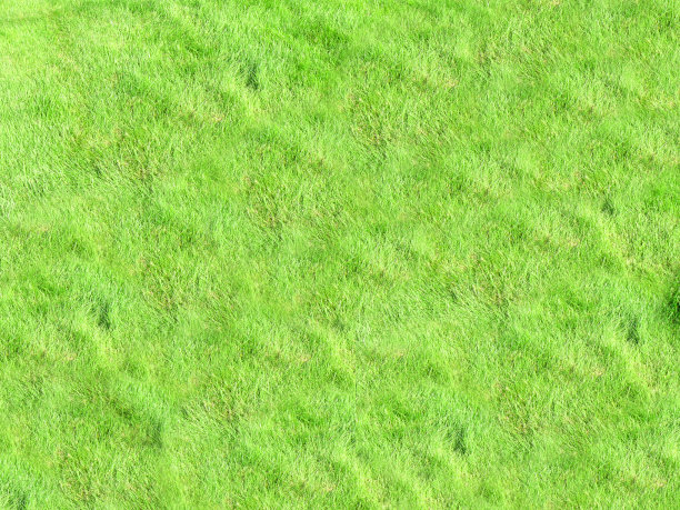 一种用于户外活动的茂密的绿色草地图片下载