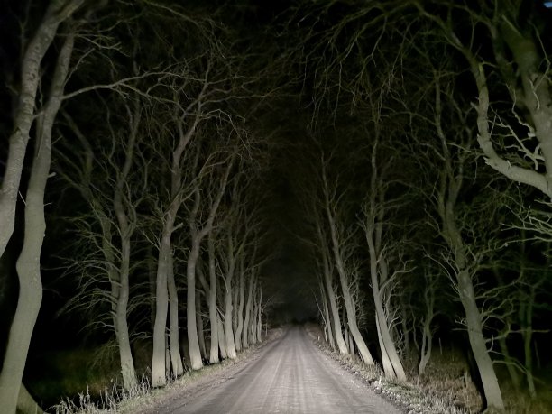 森林里的黑夜图片下载