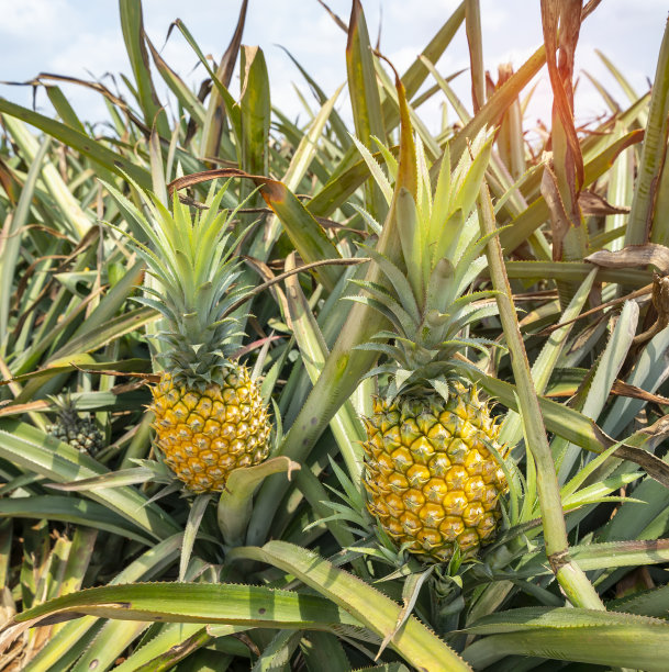 种植园里的菠萝水果图片下载