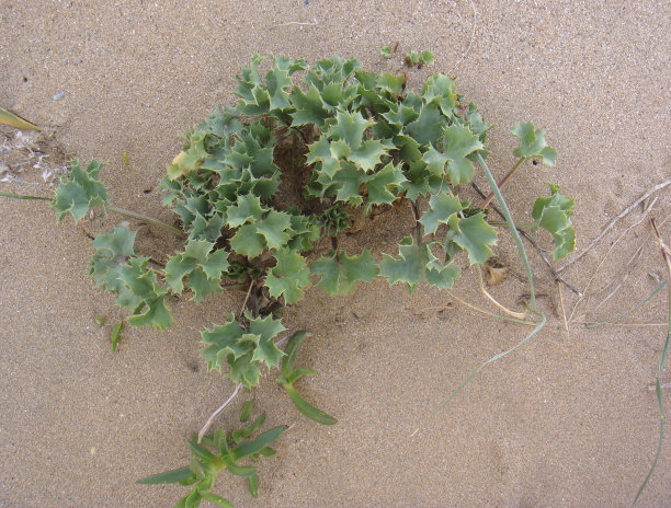 埃里金海事图片下载