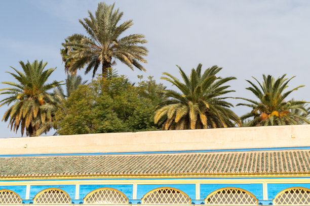 生长在糖中的非洲绿洲棕榈树图片下载