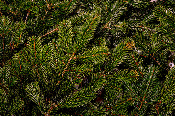 松树的树枝图片下载