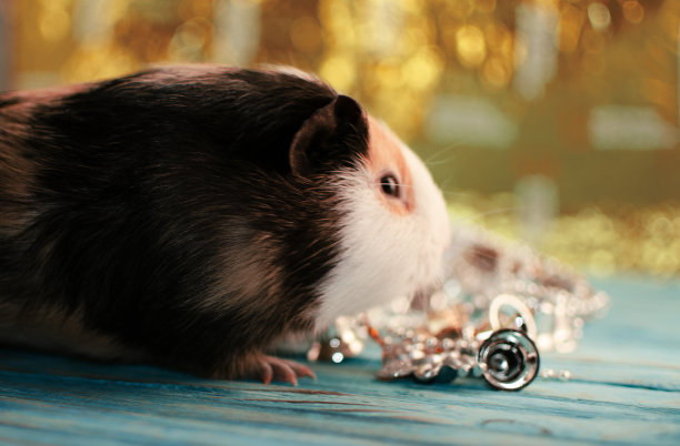 豚鼠，新年，好散谷，和卡图片下载