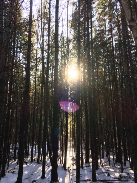 自然界中的太阳眩光图片下载