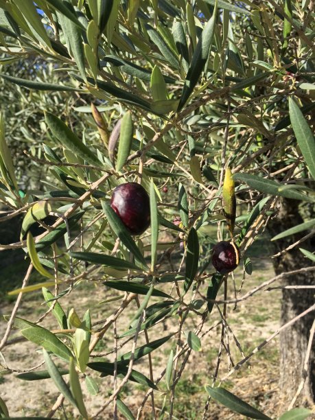 橄榄和橄榄图片下载