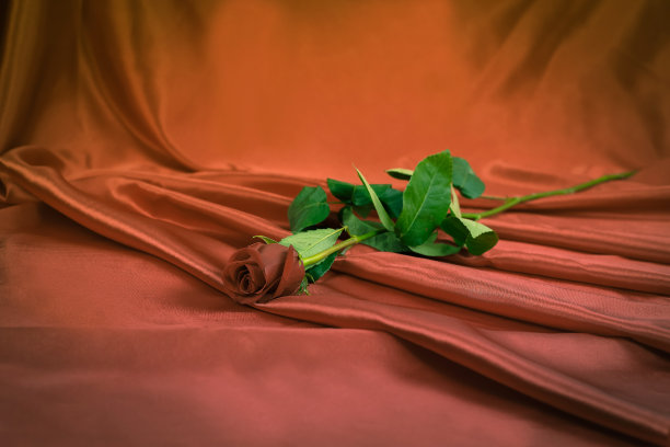 情人节。红色背景上的红色玫瑰图片下载