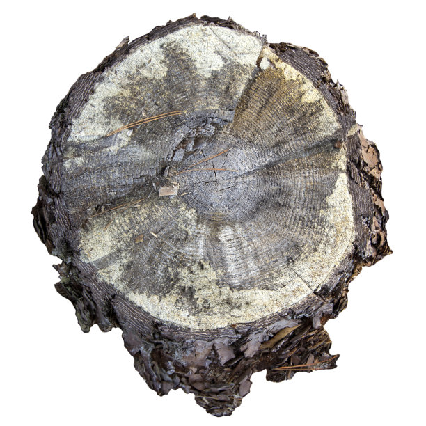 森林树桩孤立在白色，顶视图。图片下载