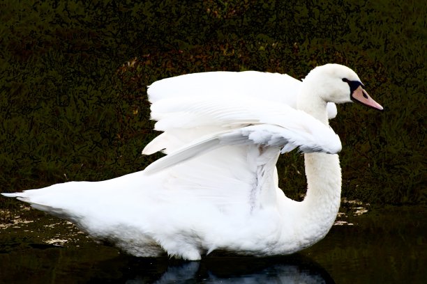 天鹅图片下载