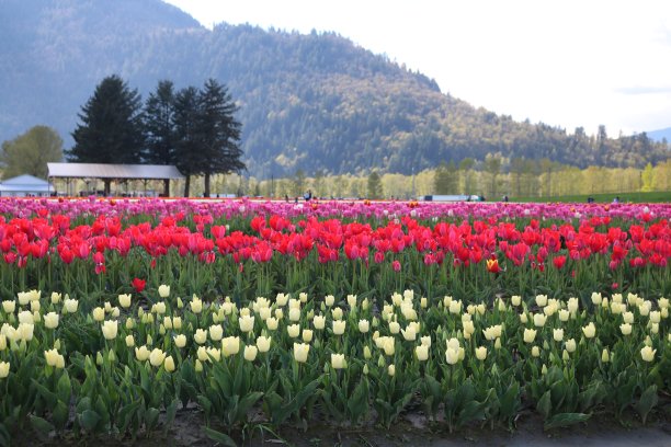 田野里的郁金香图片下载