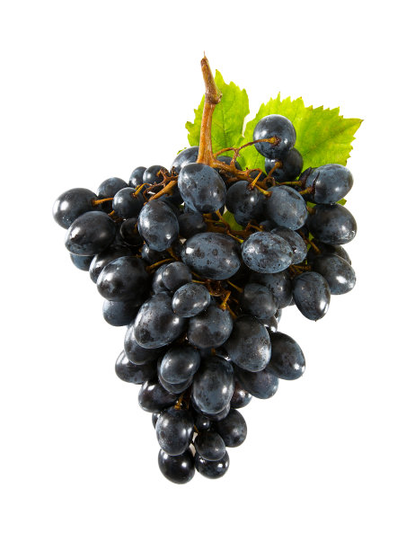蓝葡萄孤立在白葡萄上图片下载