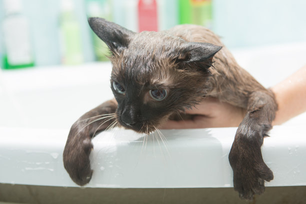 猫洗澡。湿的猫。猫不喜欢在浴室里洗澡图片下载