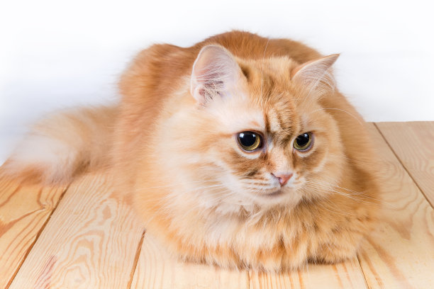 姜猫躺在木板上向前看图片下载