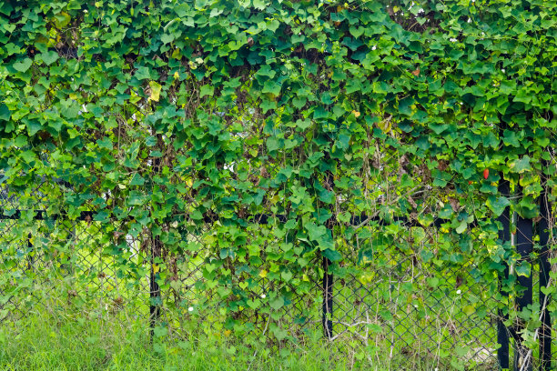 用绿叶做背景的篱笆。图片下载