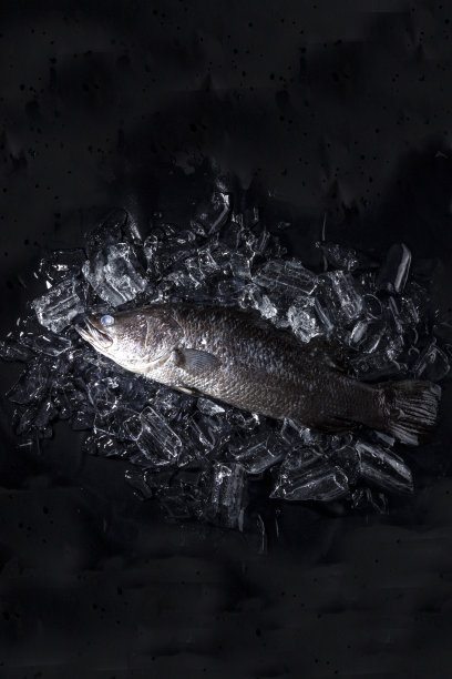 黑色石桌上的冰鲜海鲈鱼图片下载