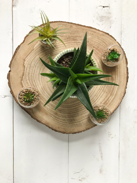 俯视图平坦铺设肉质植物图片下载