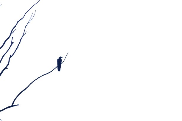 模糊了一只乌鸦坐在枯枝上图片下载