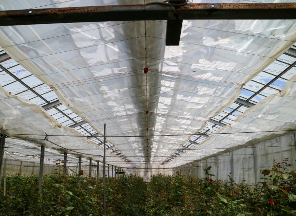 许多植物生长在里面的大温室图片下载