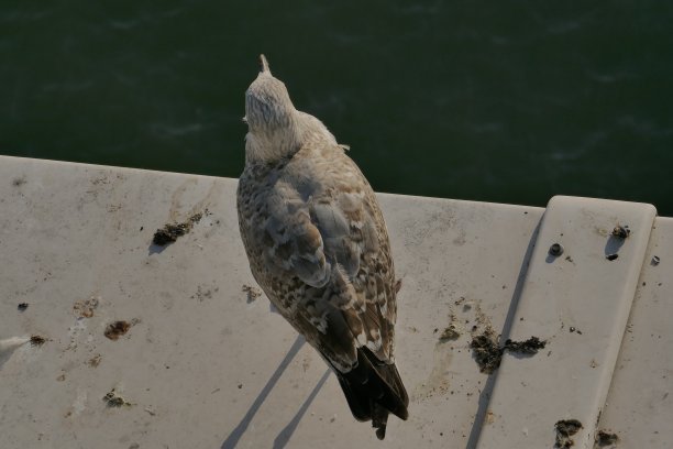 从上面看到的一只海鸥。图片下载