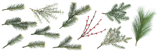 圣诞冷杉树枝和浆果设置孤立的白色背景，作为圣诞节的装饰元素图片下载