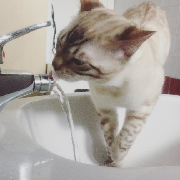 猫在喝水图片下载